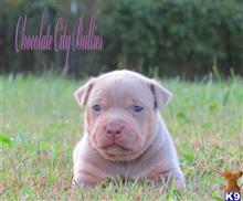 american pit bull puppy posted by Chocolate City Tris